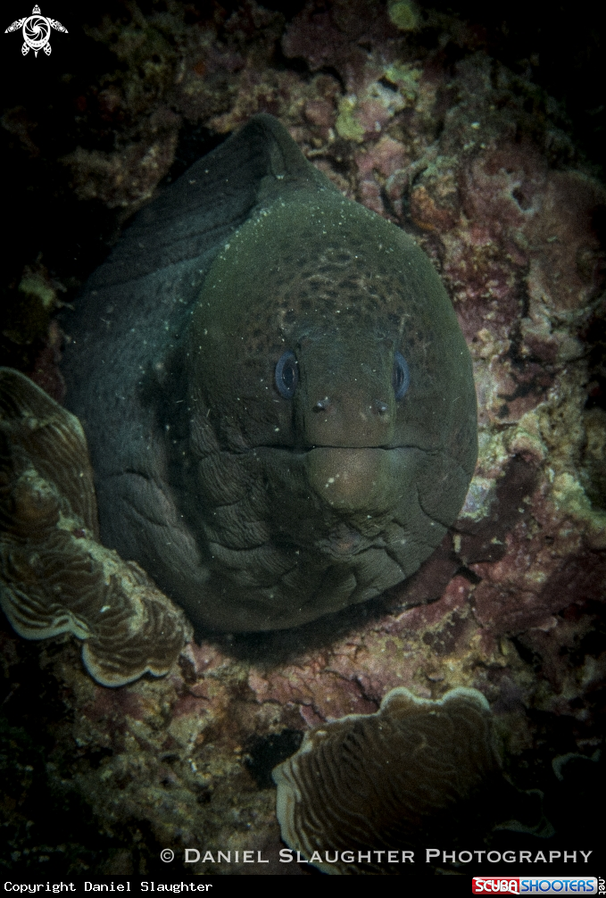 A Giant Moray Eel