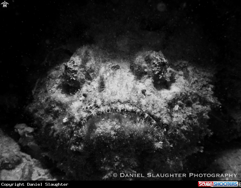 A Stone Fish