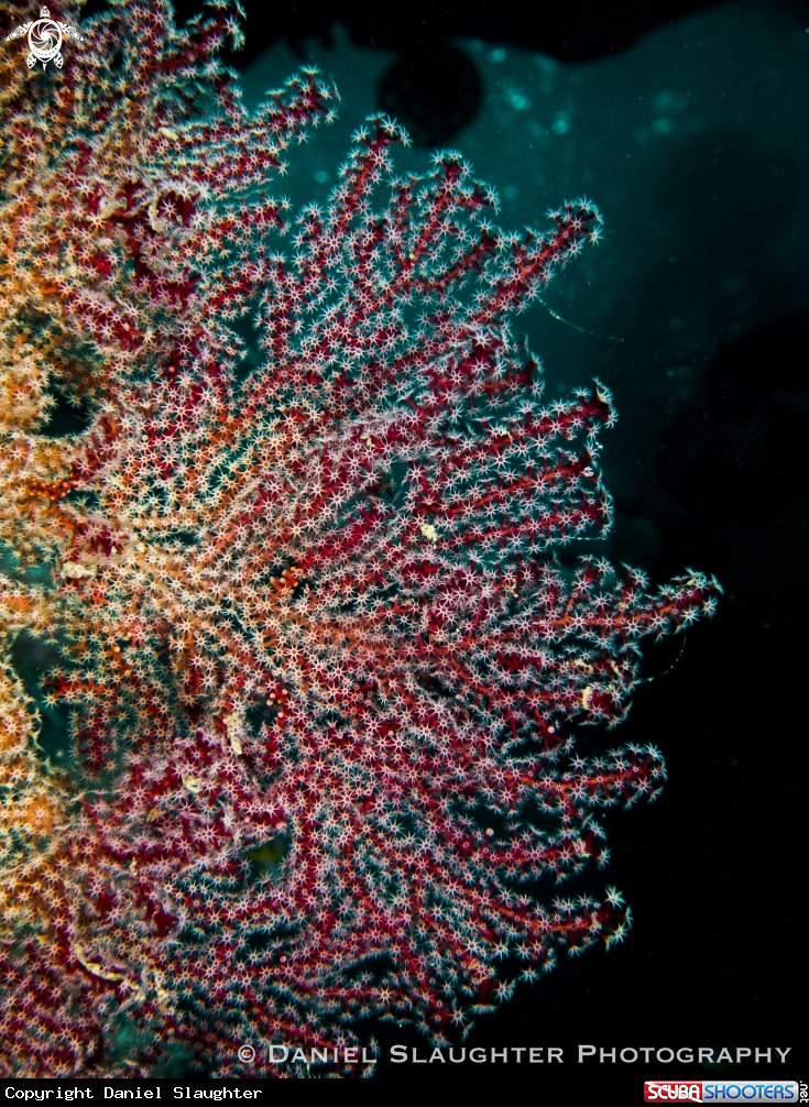 A Seafan