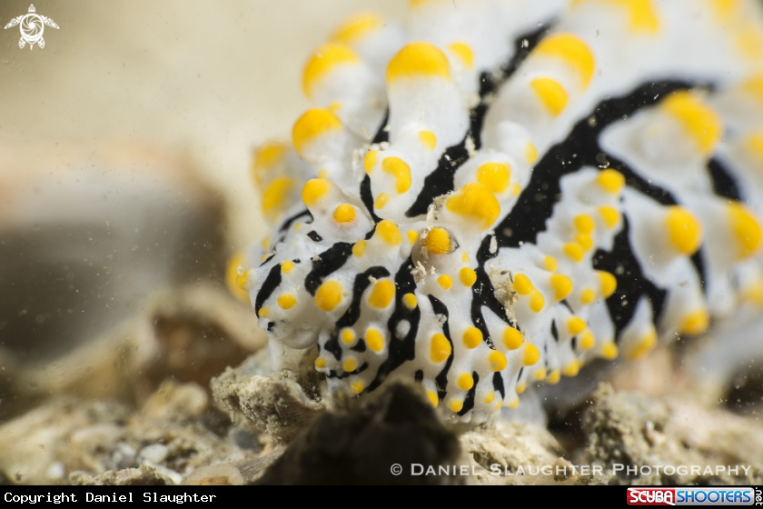 A Scrambled Egg Nudibranch