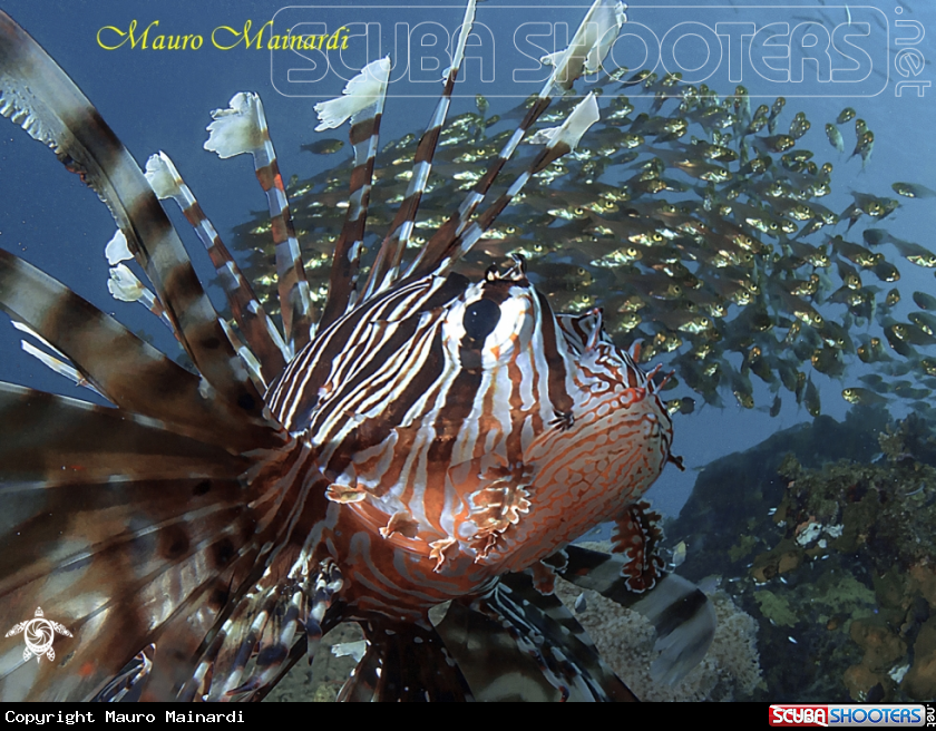 A Lionfish