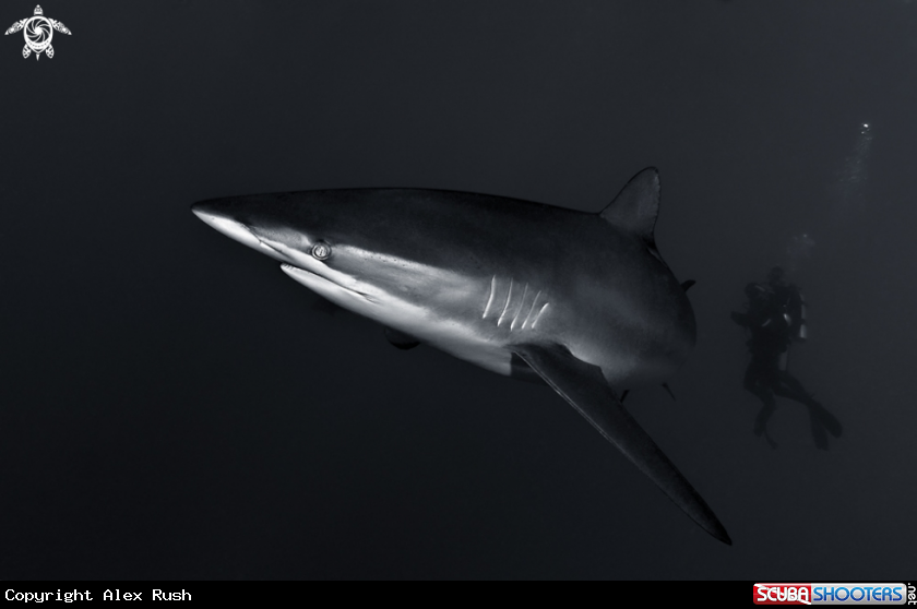 A Silky shark
