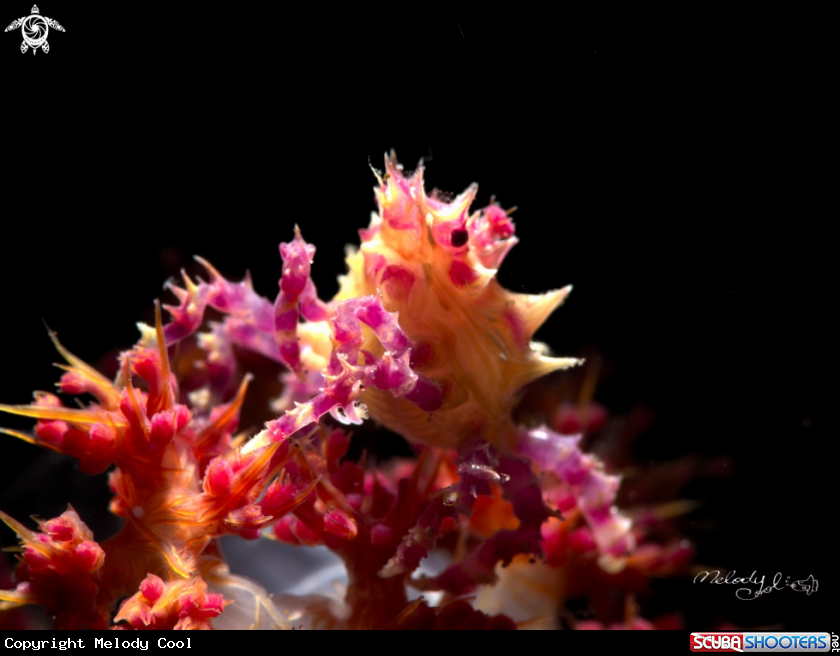 A candy crab 