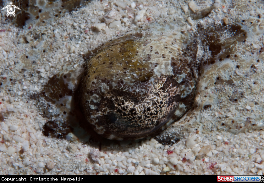 A Crocodile Fish