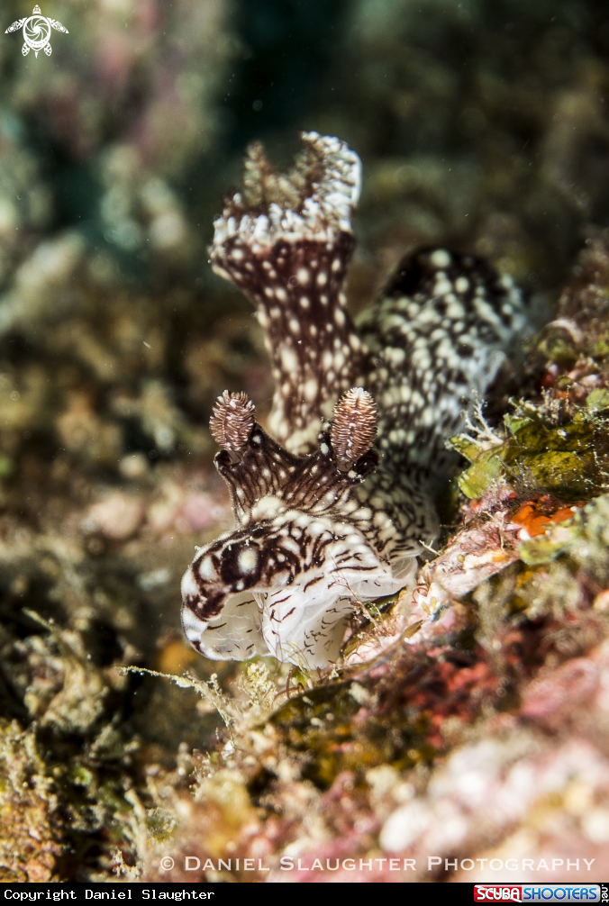 A Nudibranch