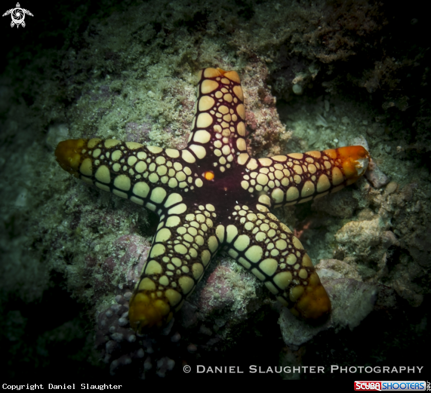 A Sea Star