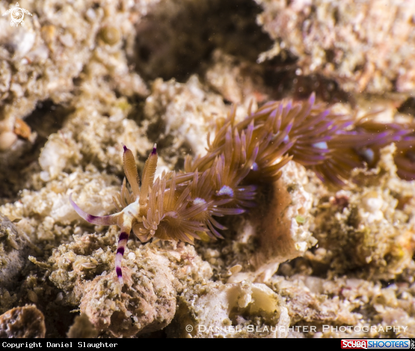 A Nudibranch