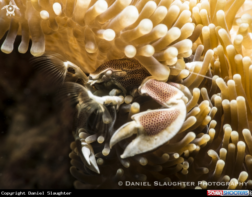 A Spotted Anemone Crab