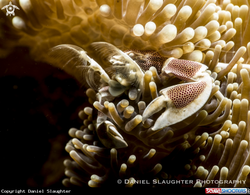 A Spotted Anemone Crab