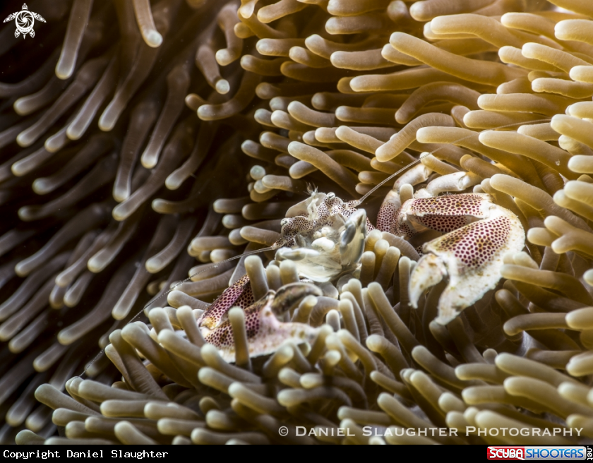 A Spotted Anemone Crab