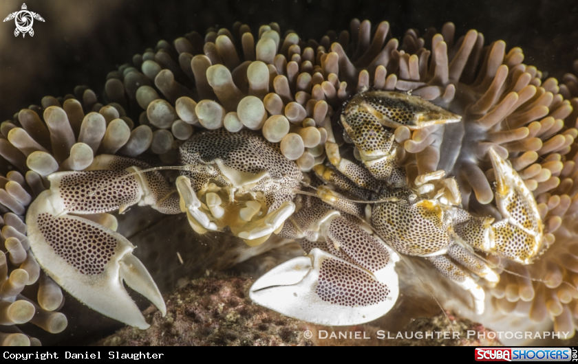 A Spotted Anemone Crab
