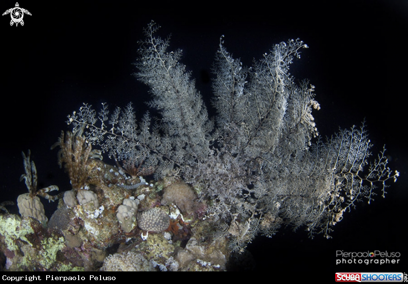 A Crinoide