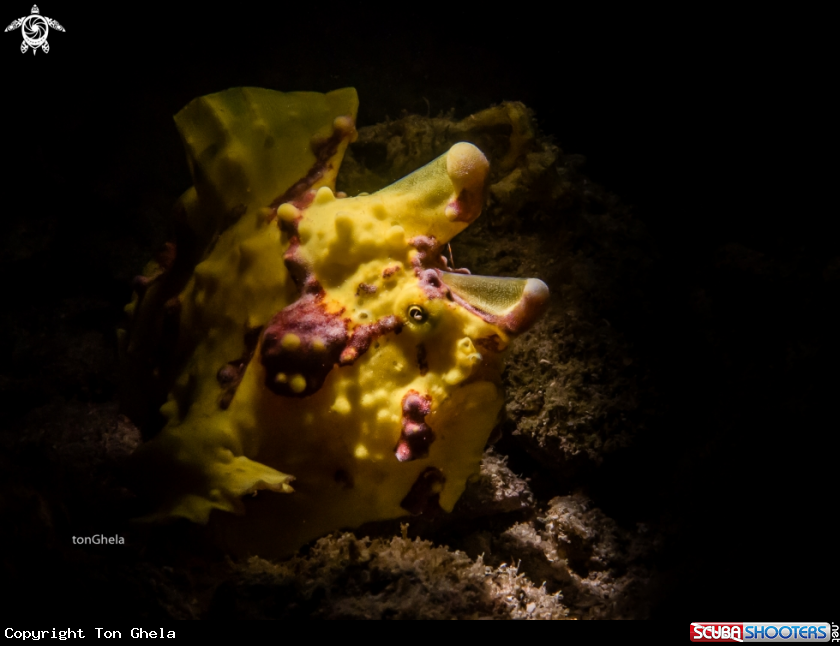 A Clown Frog fish