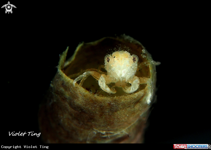 A Crab 