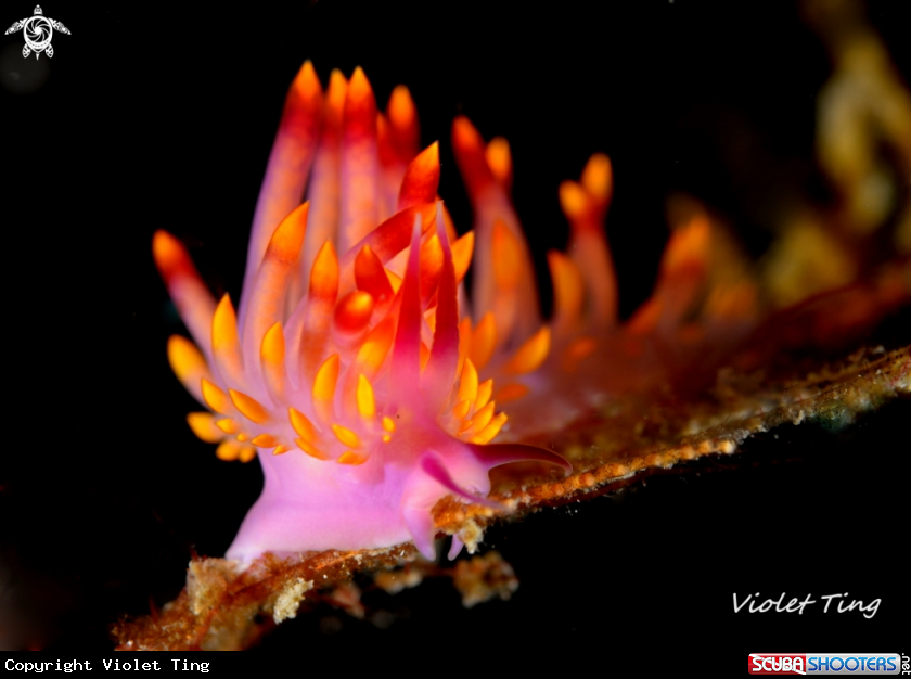 A Nudibranch