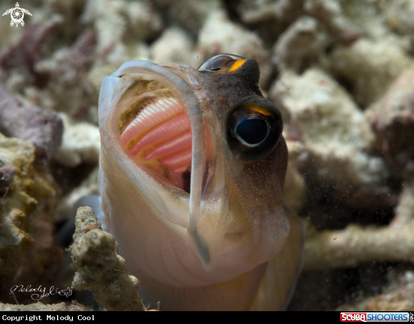 A Jawfish
