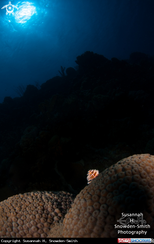 A Christmas tree worm, star coral