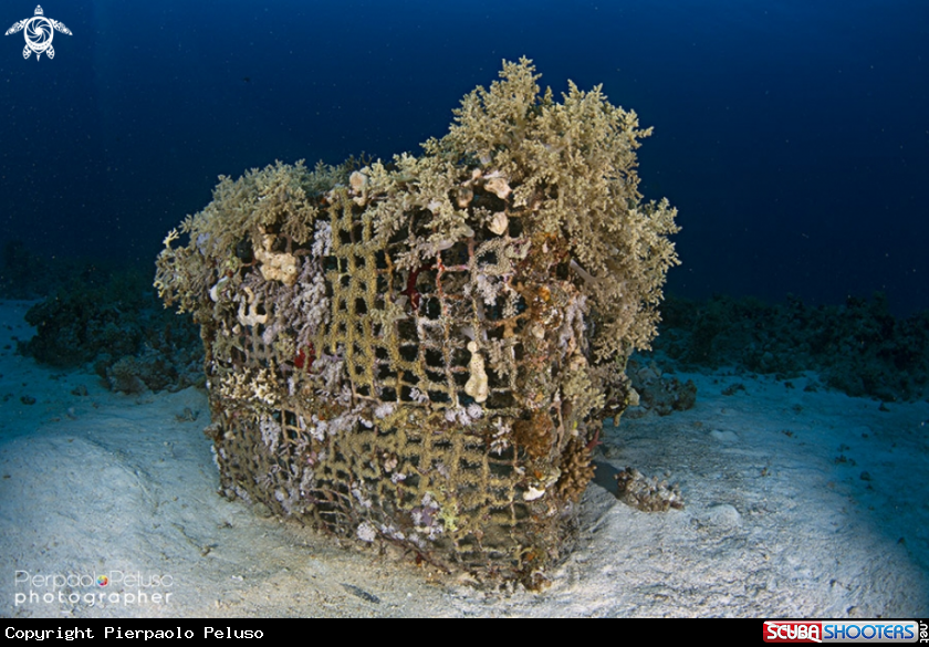 A Fish Trap