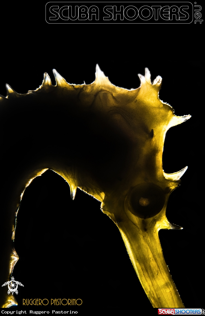 A Histrix seahorse