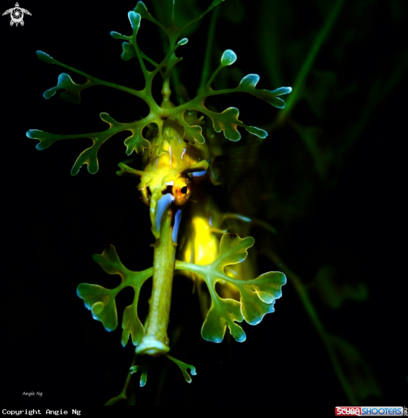 A Leafy Sea Dragon 
