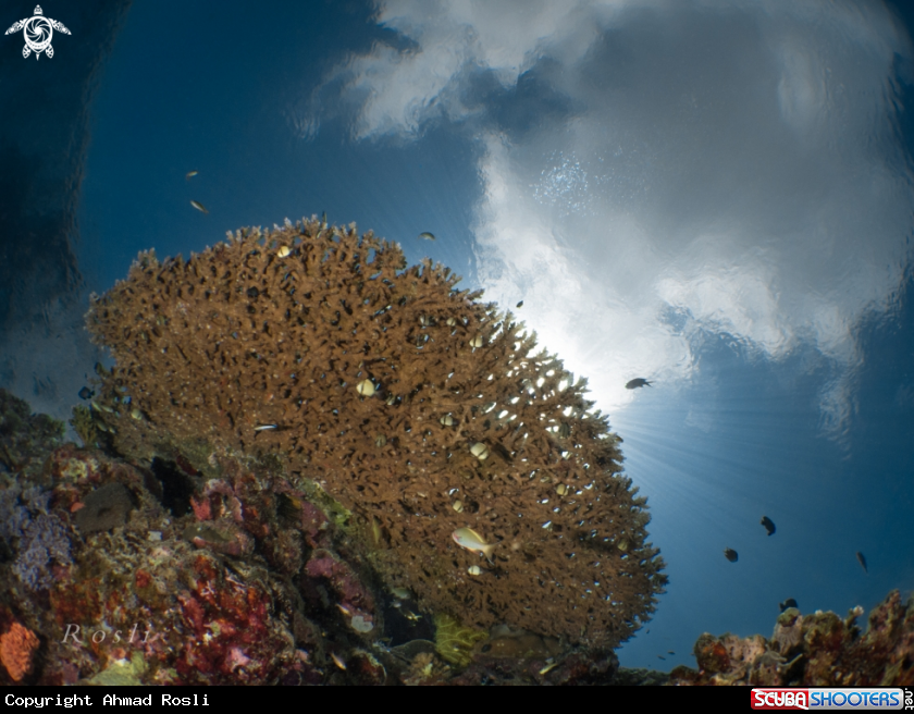 A Table Coral