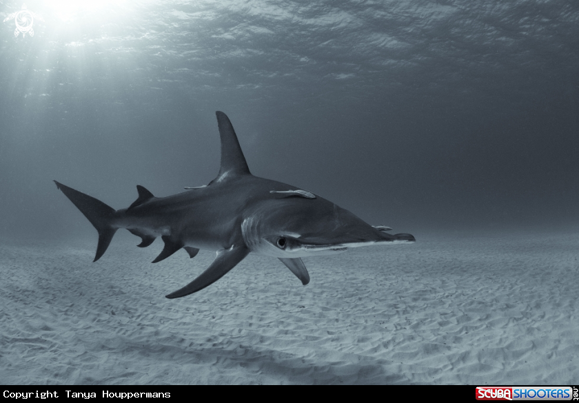 A Great Hammerhead