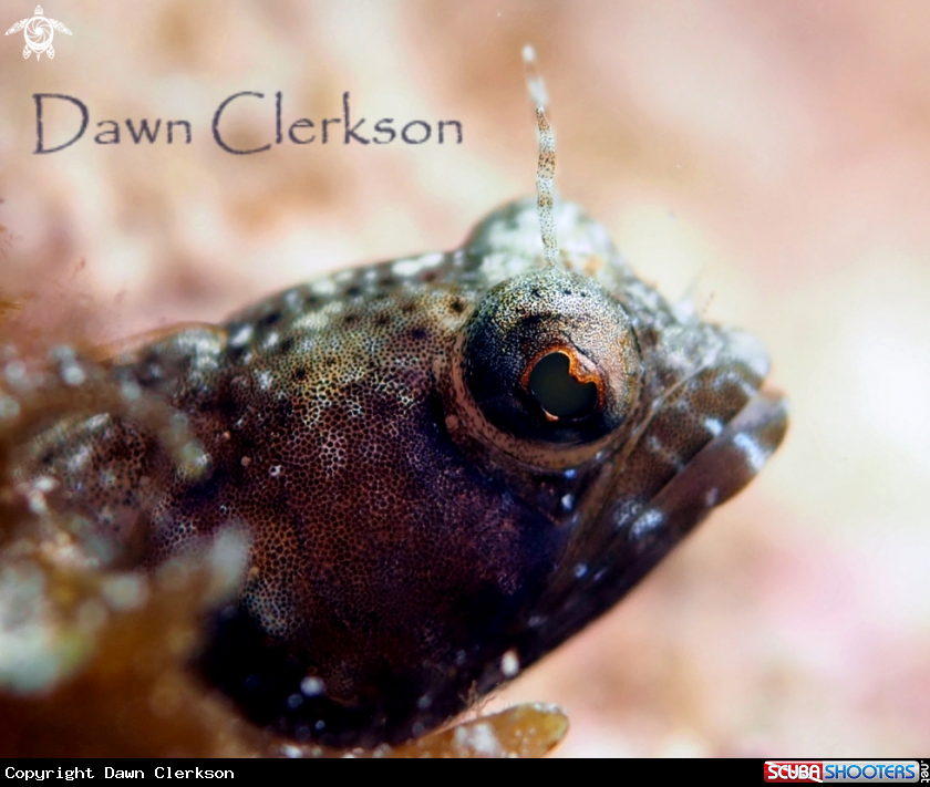 A Sailfin Blenny