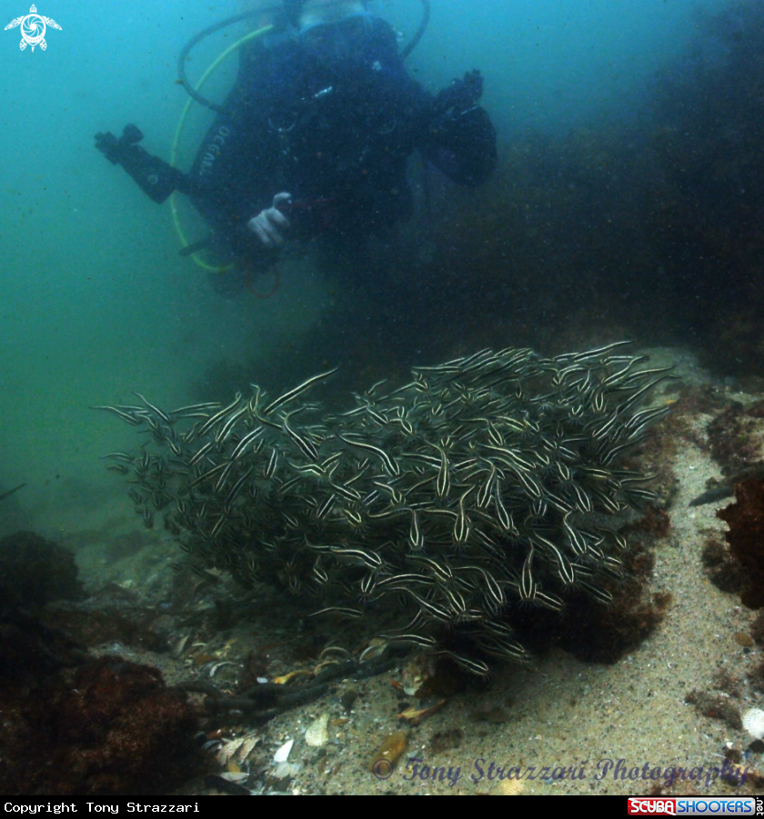 A Striped catfish
