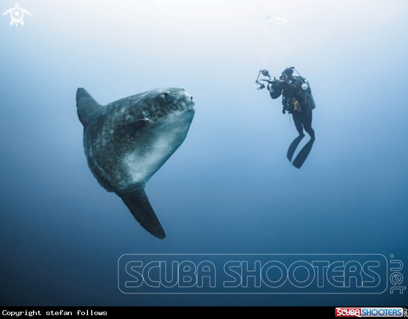 A Southern Ocean Sunfish