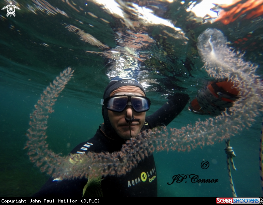 A Grand siphonophore