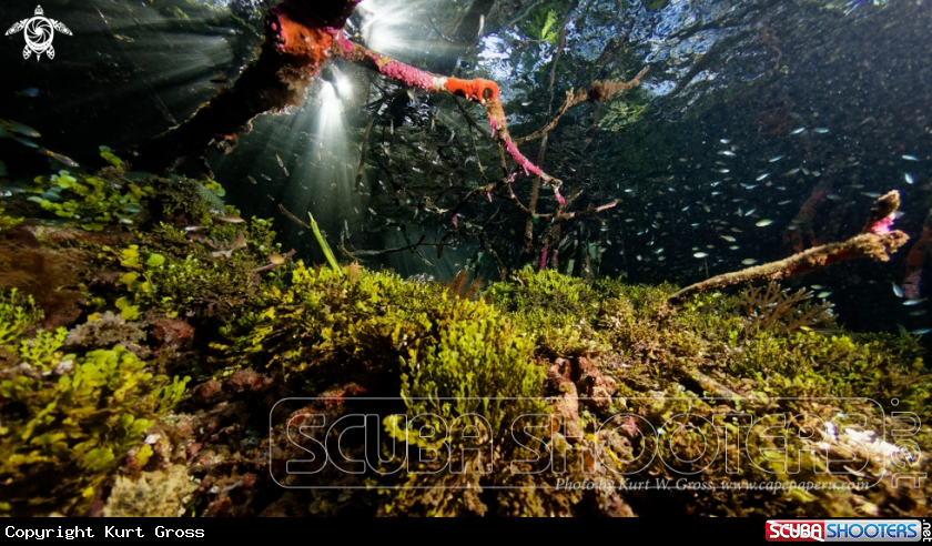 A Mangrove