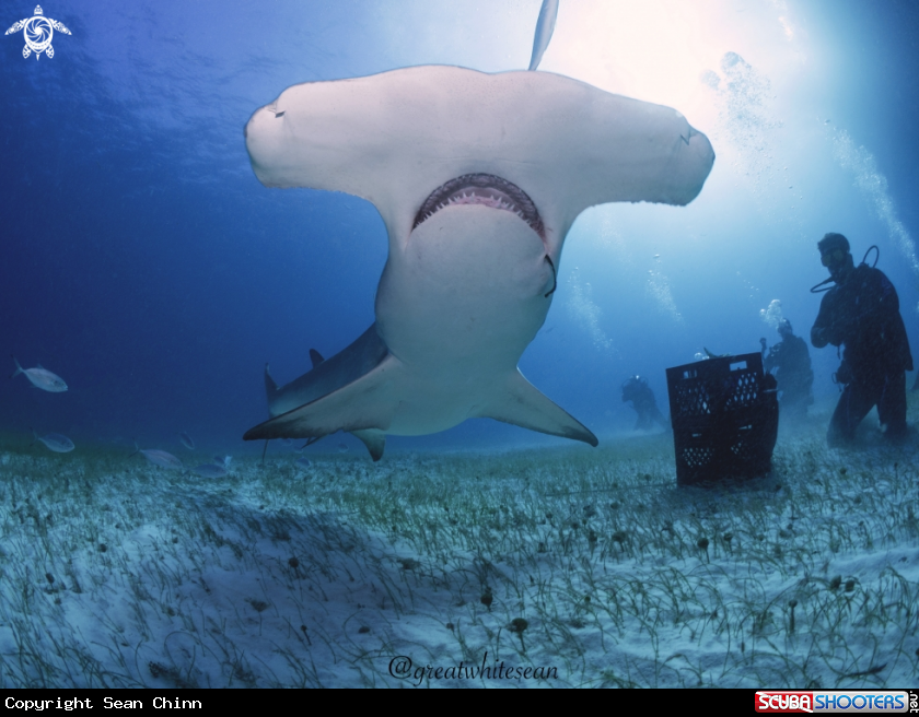 A Great Hammerhead