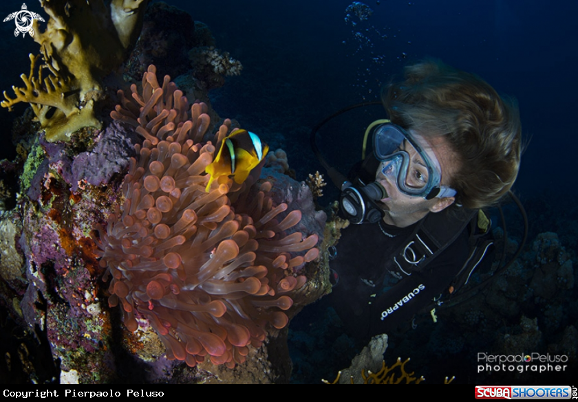 A Red Anemone, Clown Fish and Cinzia