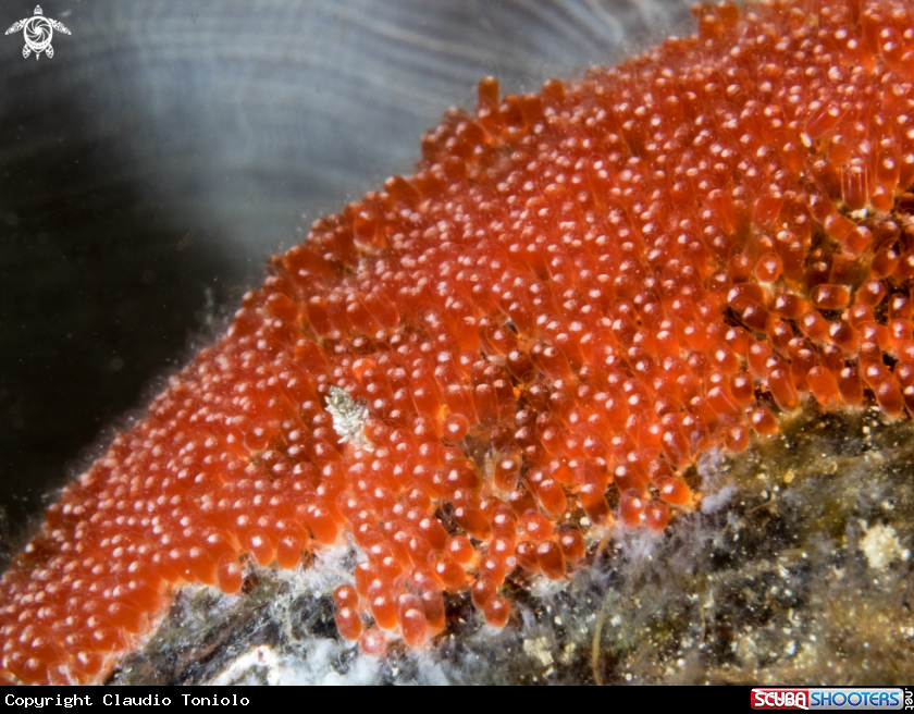 A Clownfish eggs