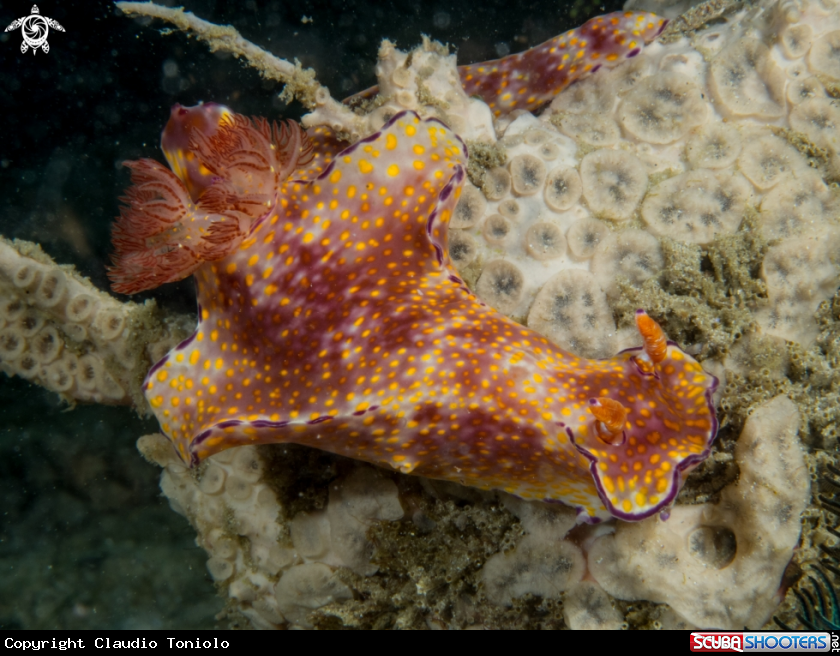 A Ceratosoma Gracillimum