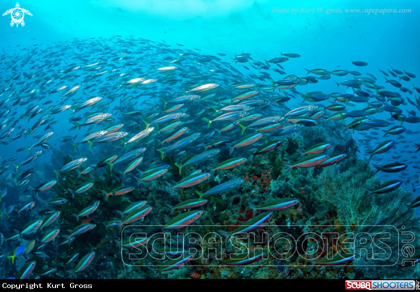 A Fish soup