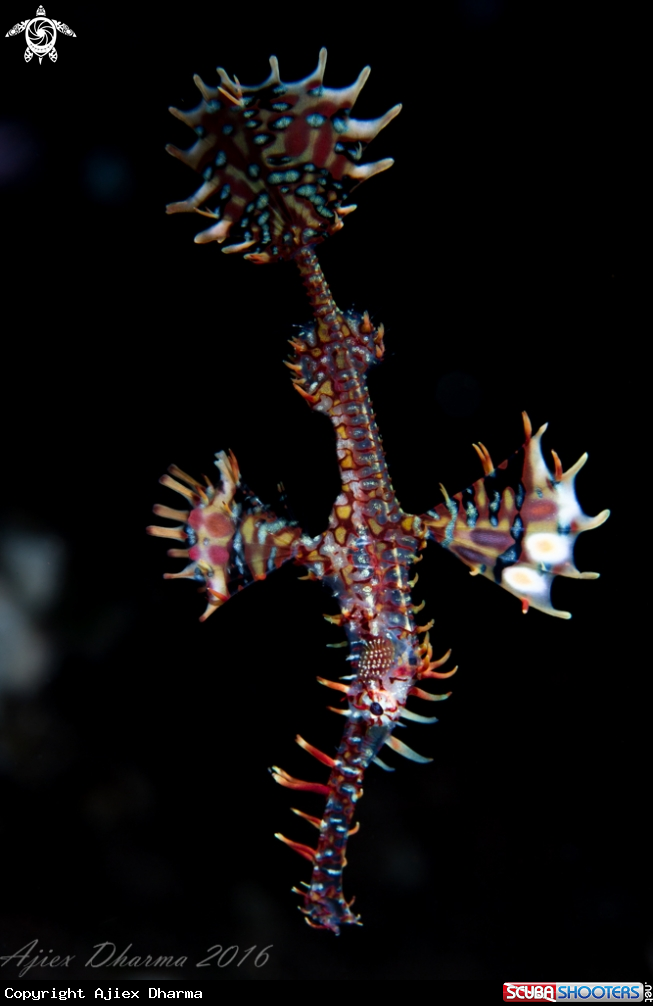 A ghost pipefish 