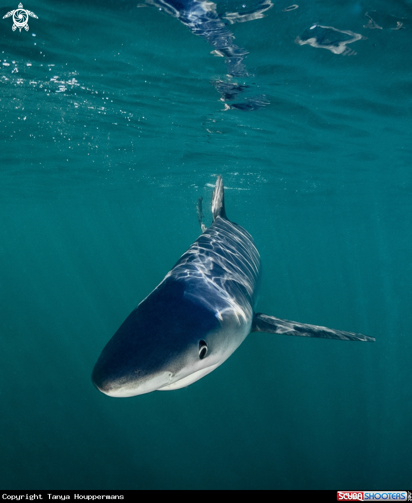 A Blue Shark