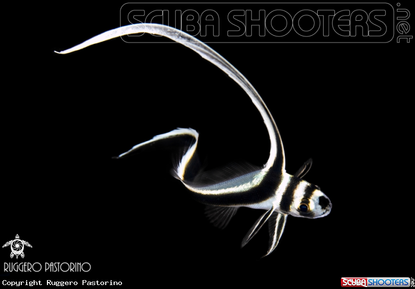 A Drumfish
