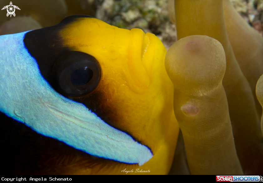 A Clown Fish