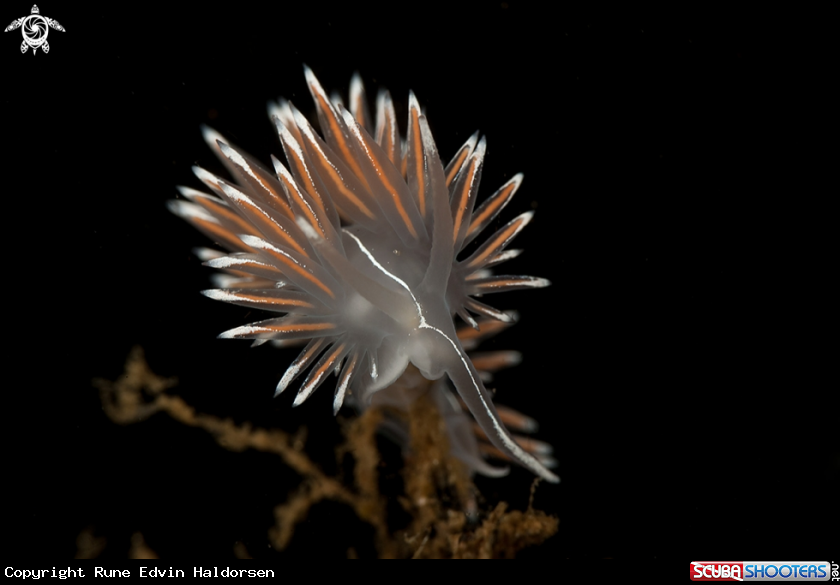A Flabellina lineata