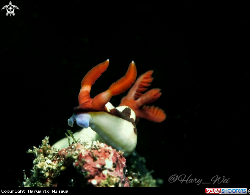 A Nembrotha sp.