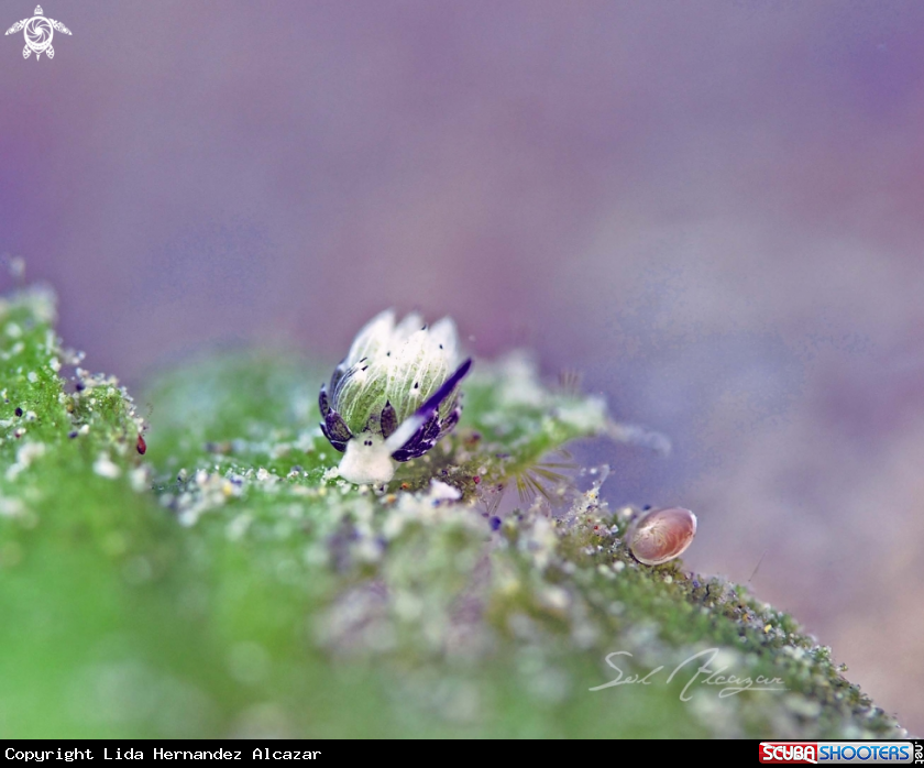 A Costasiella Usagi 