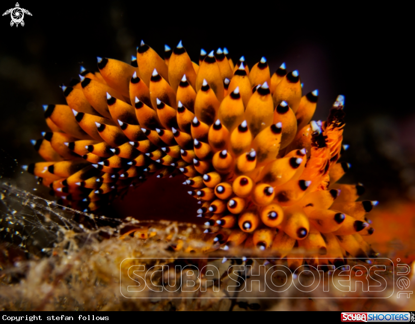 A Nudibranch