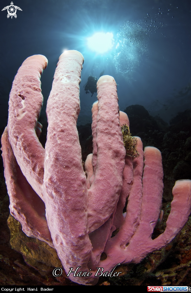 A sponge