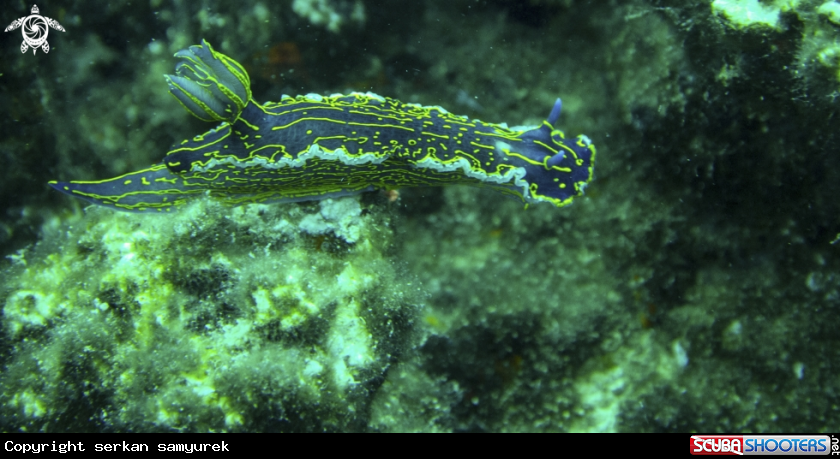 A Nudibranch