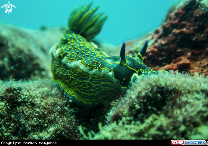 A Nudibranch