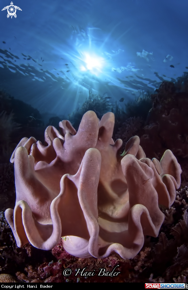 A sponge