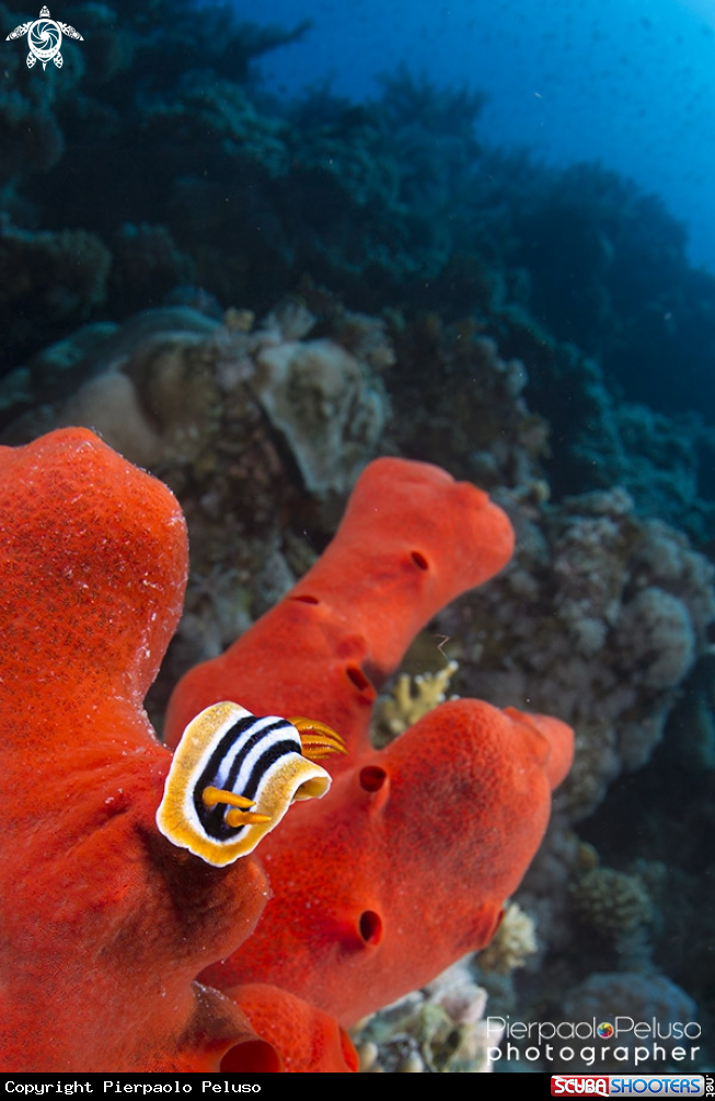 A Nudibranch