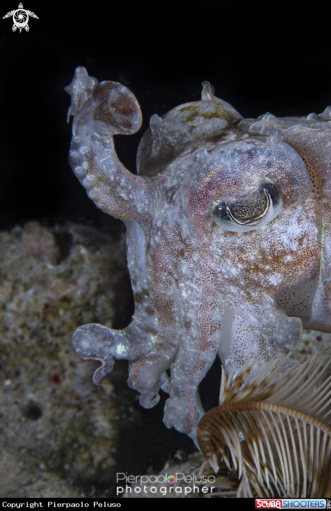 A Squid